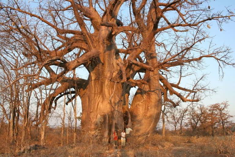 Baobab met familie
