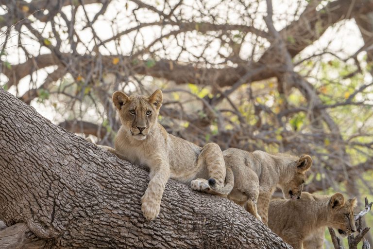 kruger park lion