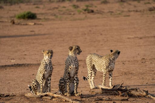 Drie cheetahs in Botswana