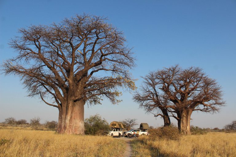 Kamperen onder baobabs