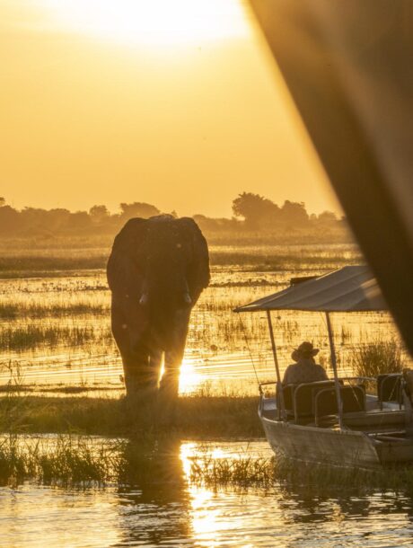 Olifant in Chobe