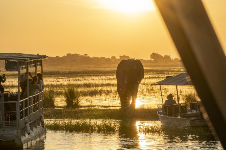 Olifant in Chobe