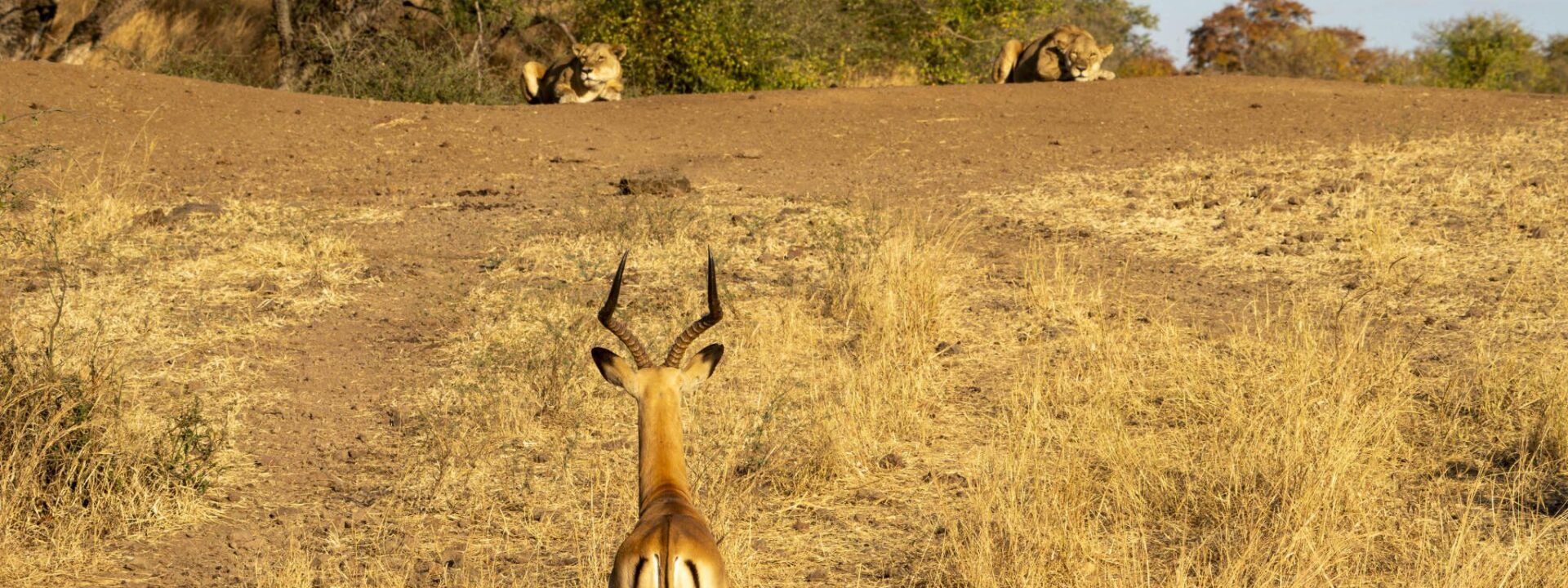 Leeuwen en impala
