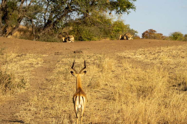 Leeuwen en impala
