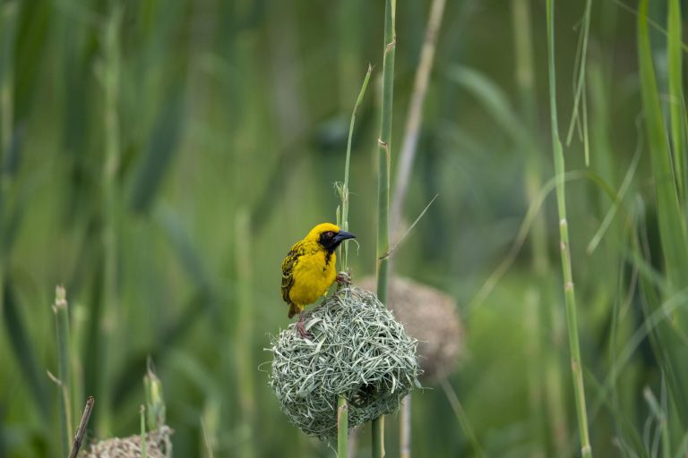 Goudwever op nest