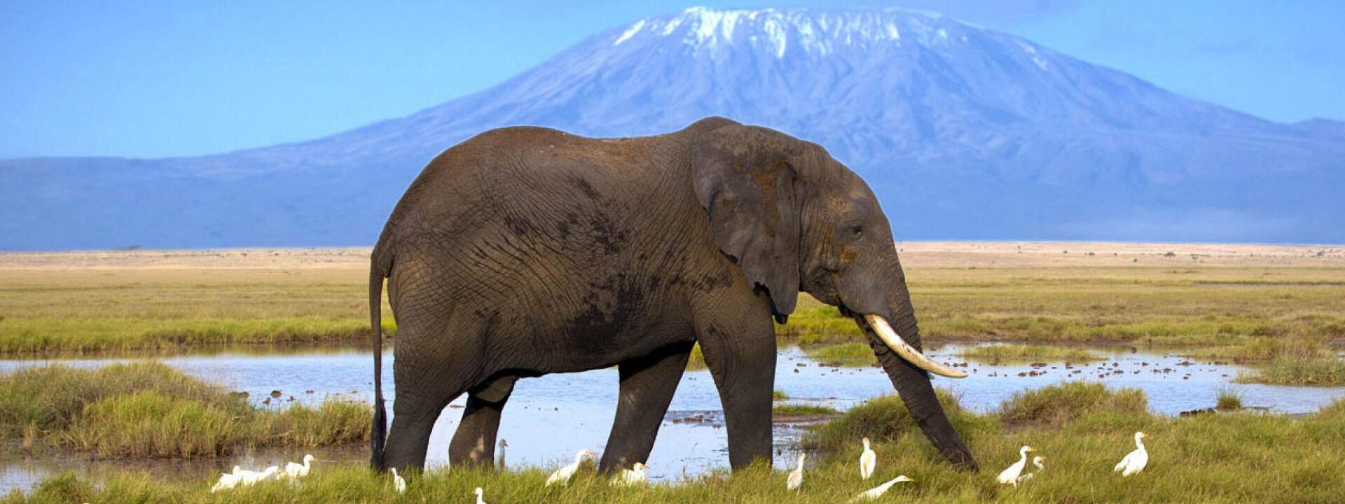 Olifant voor Kilimanjaro
