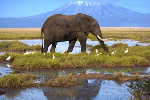 Olifant voor Kilimanjaro