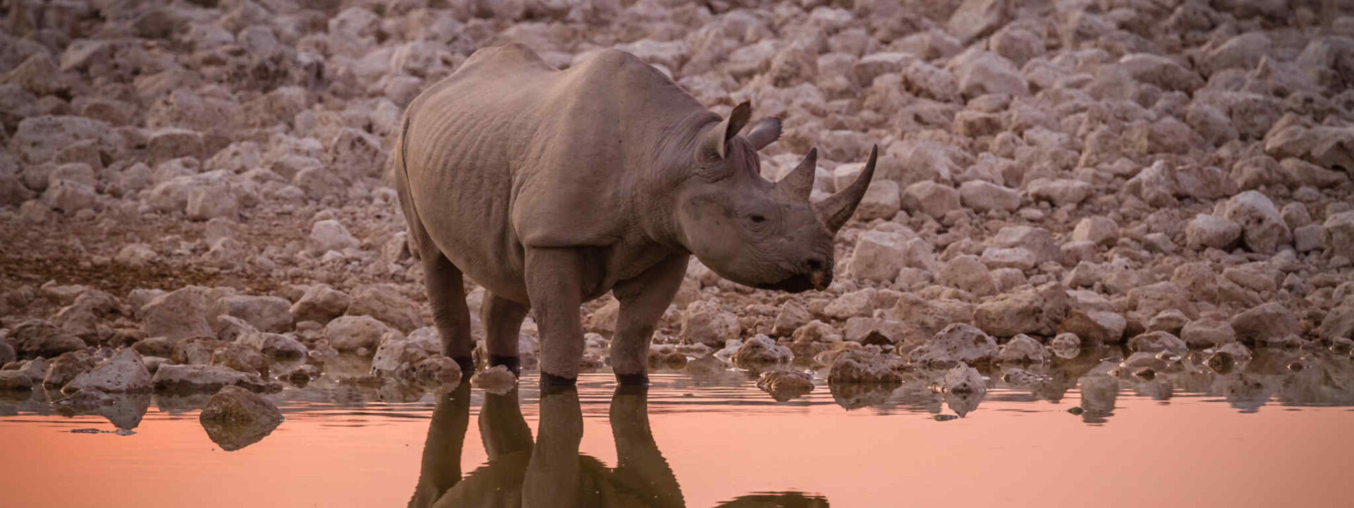 Etosha Rhino
