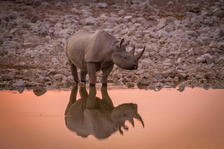 Etosha Rhino