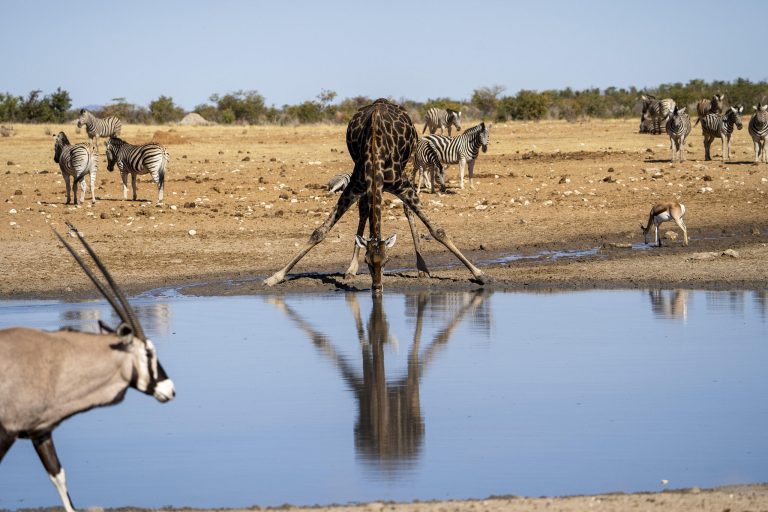 Giraffe Etosha Namibia