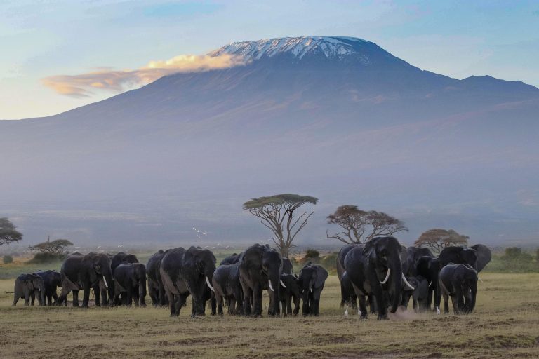 Tanzania elephant Mount Kilimanjaro