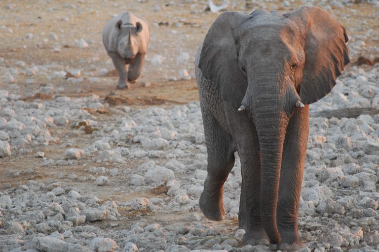 Olifant en neushoorn in Etosha