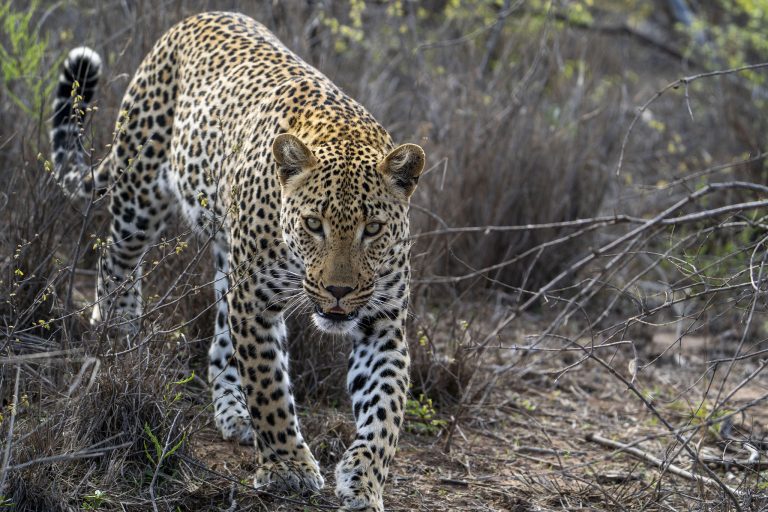 Zuid-Afrika Leopard