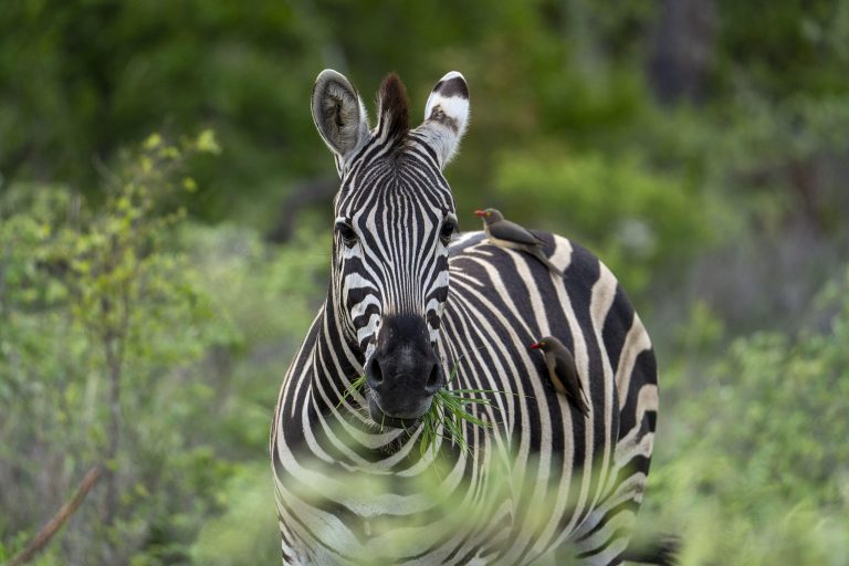 Zebra