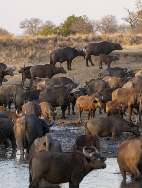 Buffalo