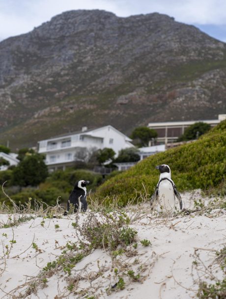 Penguins in Cape Town Kaapstad