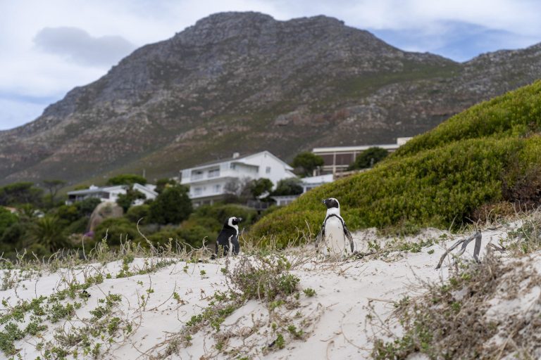 Penguins in Cape Town Kaapstad