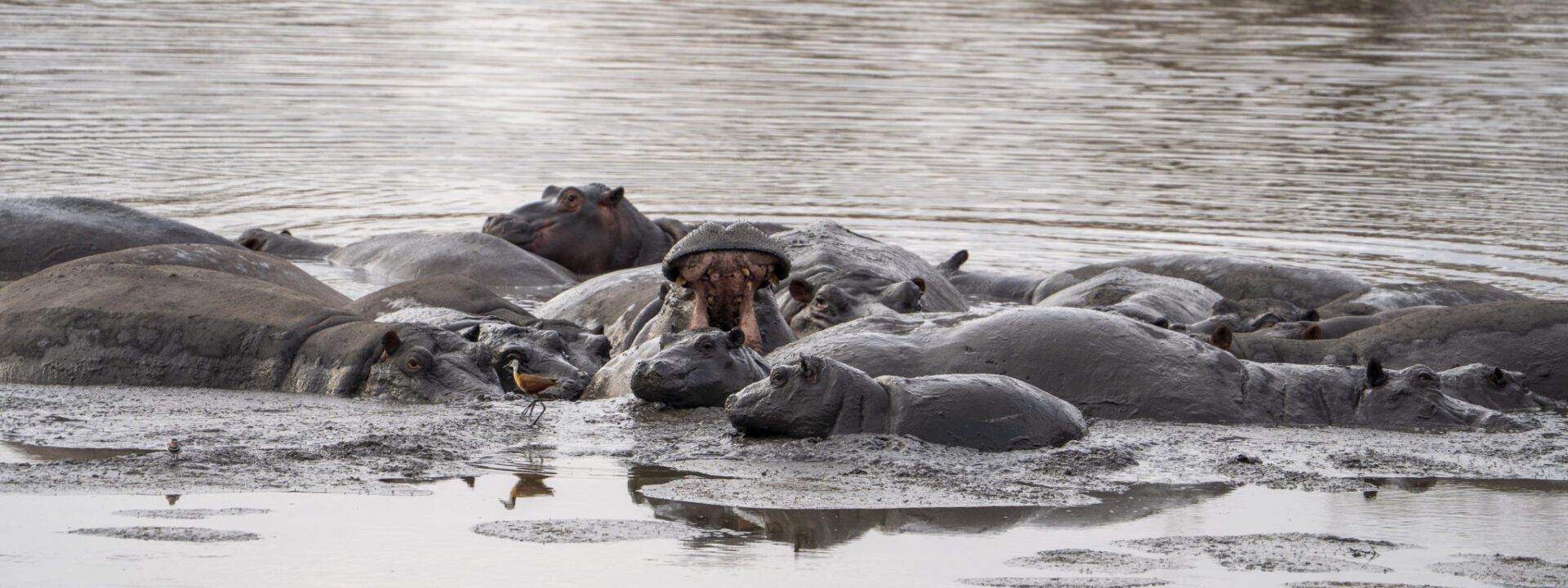Wetlands National Park - hippo - St Lucia