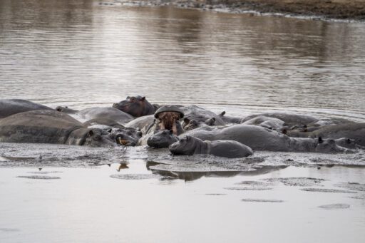 Wetlands National Park - hippo - St Lucia