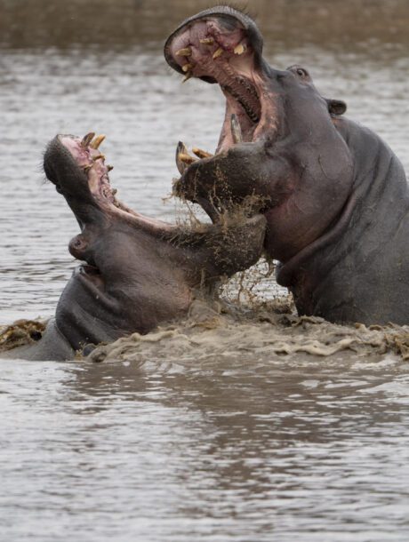 St. Lucia - hippo