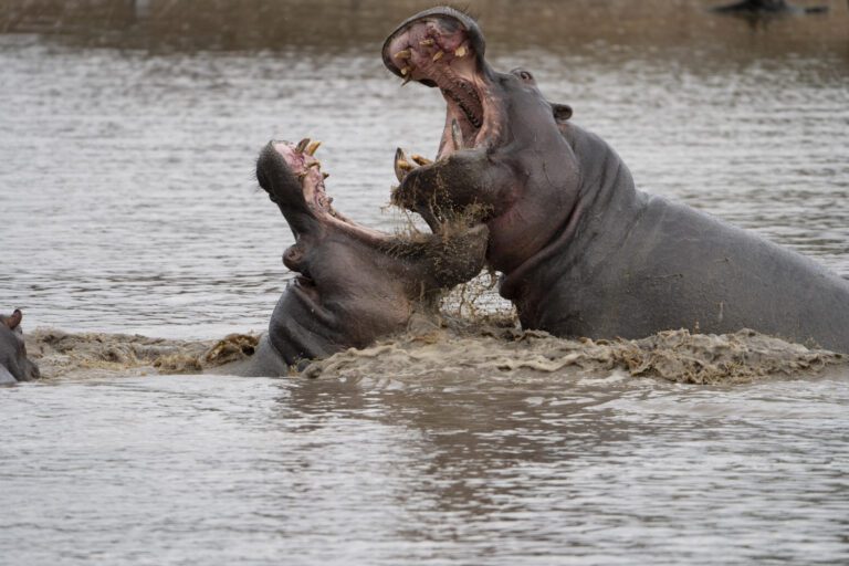 St. Lucia - hippo