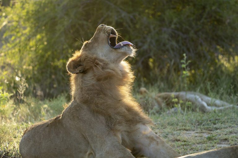 Lion - Kruger National Park