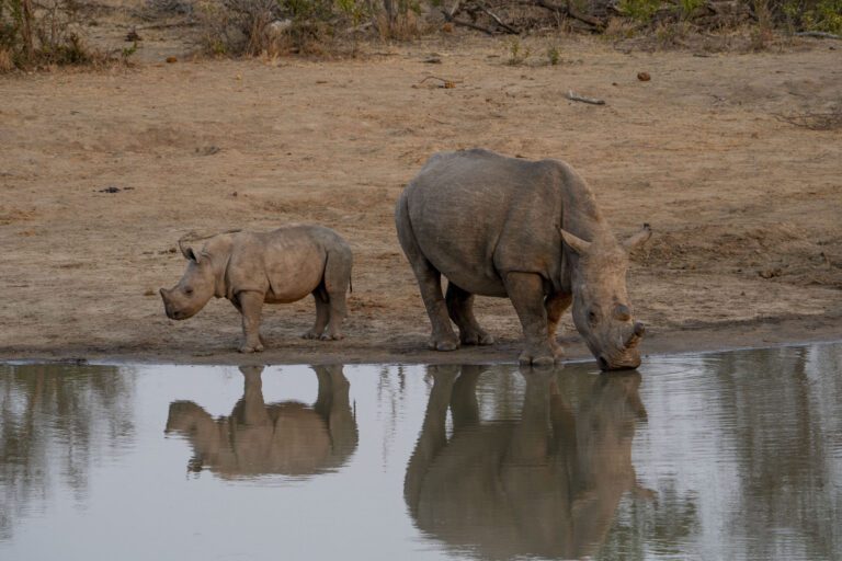 Rhino