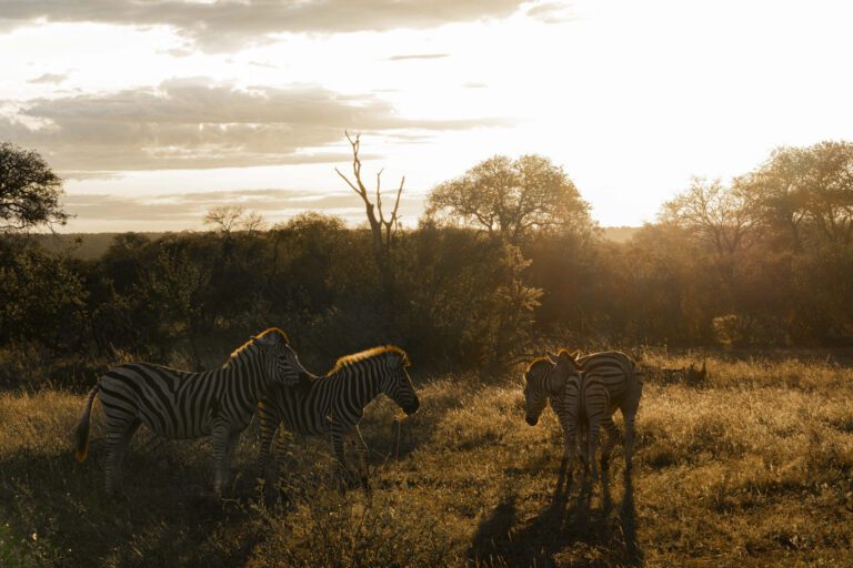 Zebra