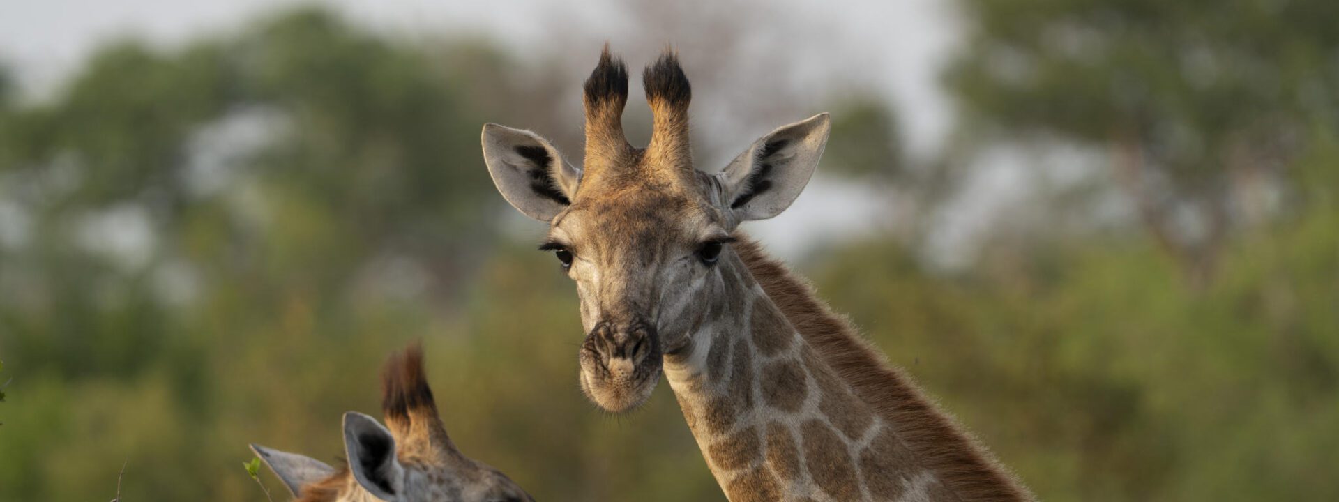 Giraffe