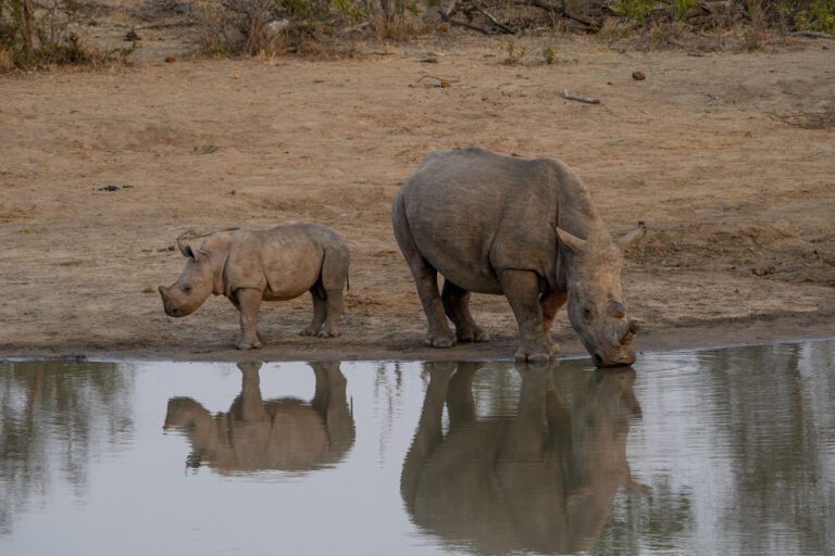 Kruger National Park - Rhino