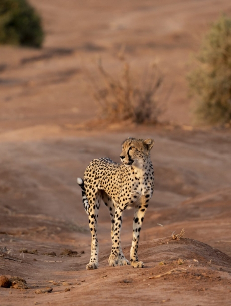 Kalahari Cheetah