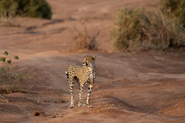 Kalahari Cheetah