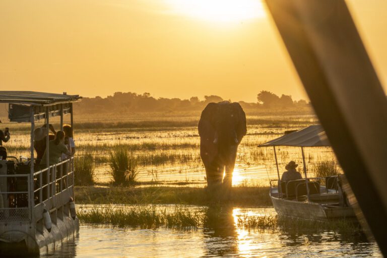 Okavango Delta elephant