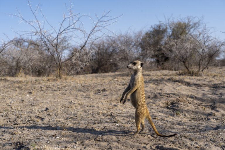 Botswana Stokstaartje Meerkat