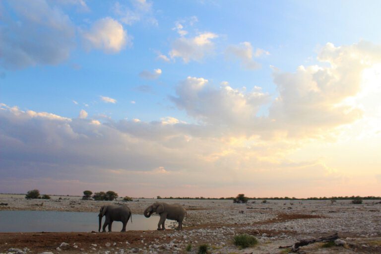 Etosha National Park - elephant