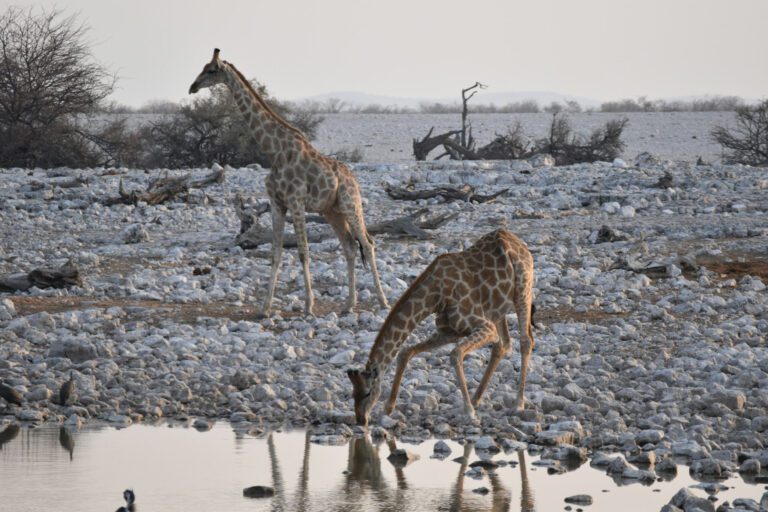 Etosha National Park Giraffe