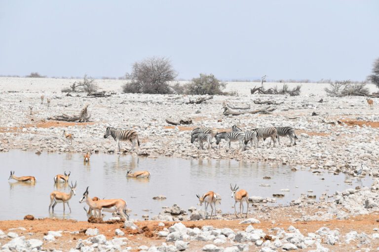 Etosha National Park - zebra and springbok