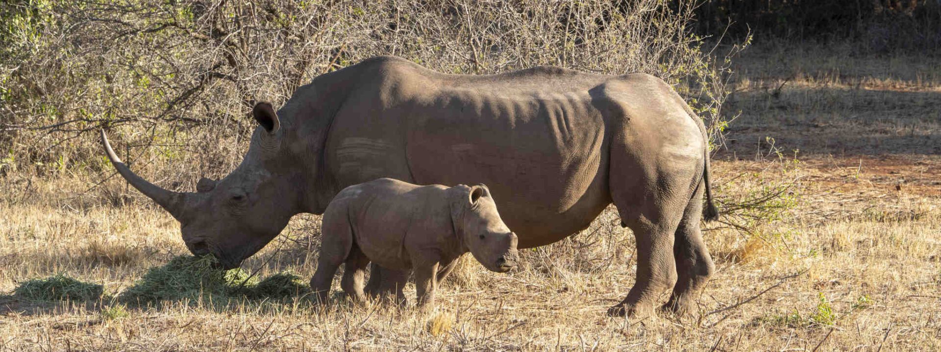 Rhino