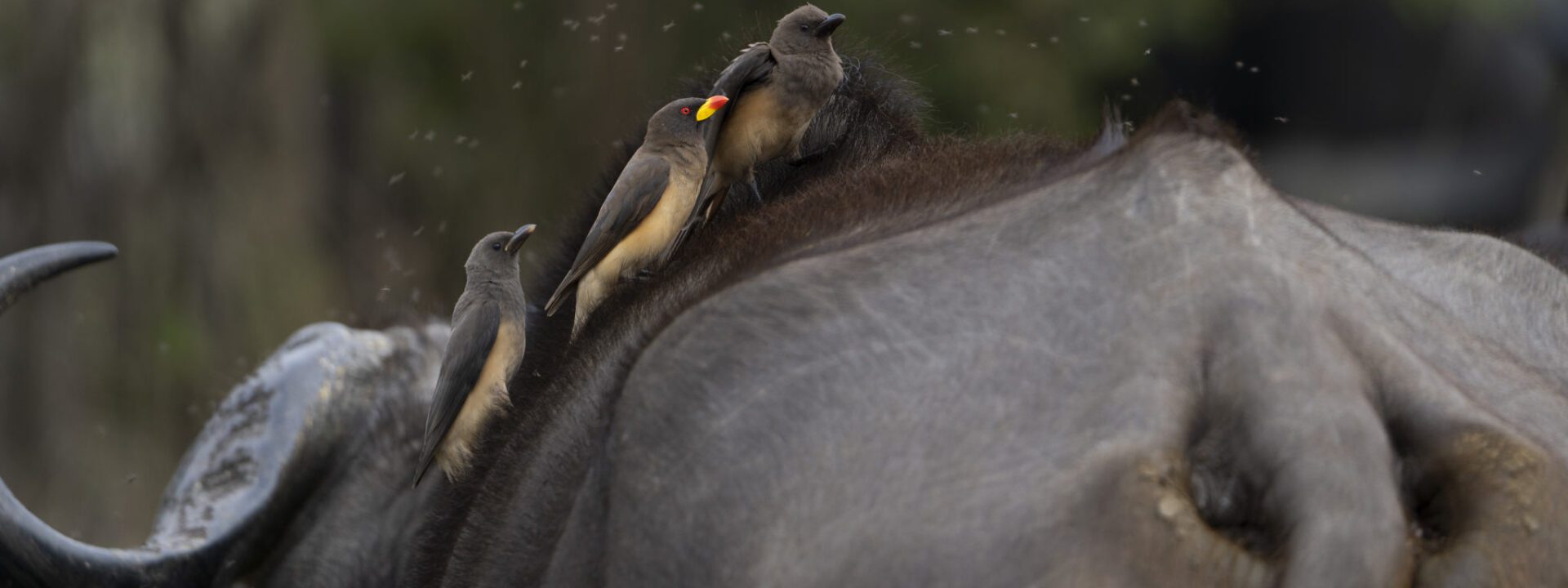 Ox Peckers