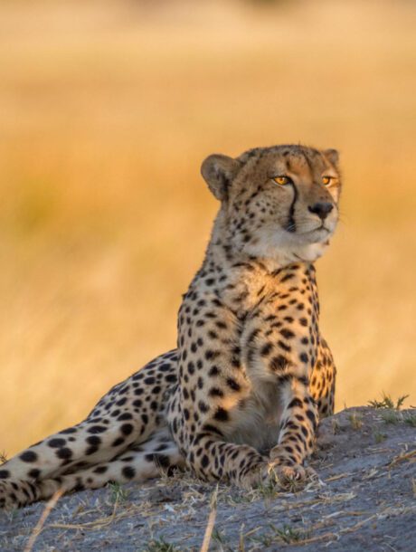 Cheetah
