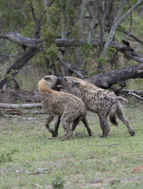 Hyena