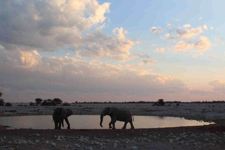 Namibia Etosha elephant