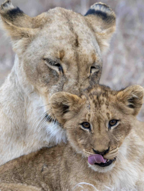 Namibia Lion