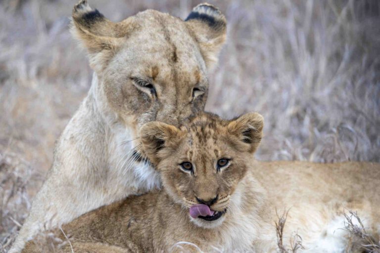 Namibia Lion