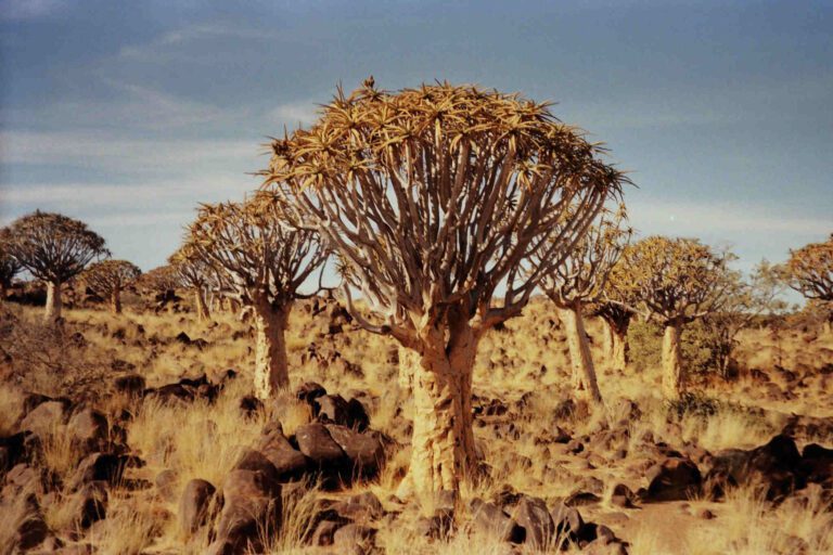 Namibia Quiver Tree