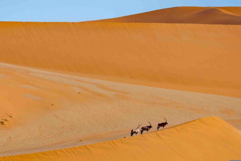 Namibia Sossusvlei Gemsbok