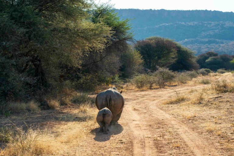 South Africa Waterberg rhino