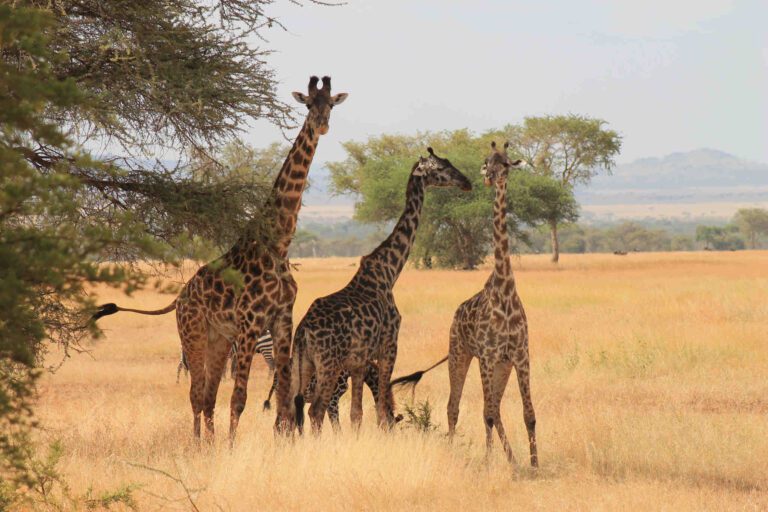Tanzania Giraffe