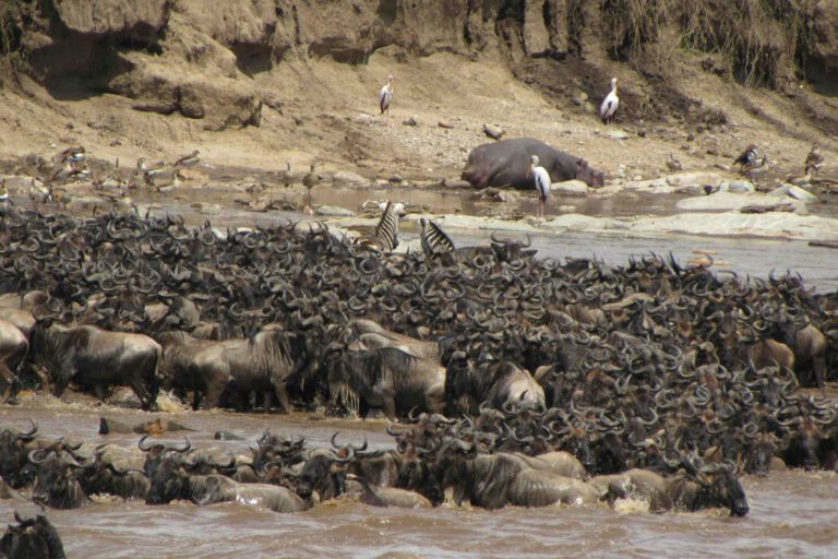 Great Migration