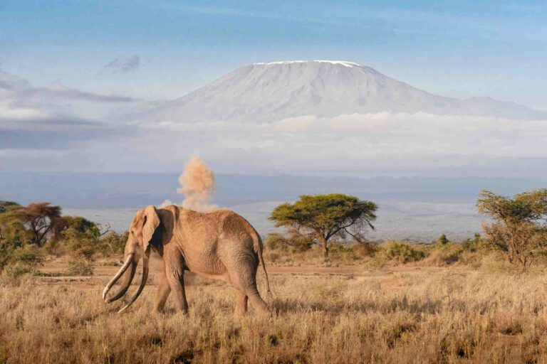 Tanzania Kilimanjaro elephant